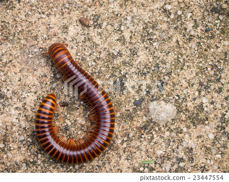 Red millipede crawl on concrete background 23447554