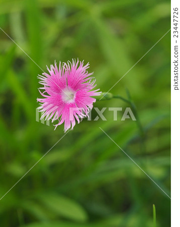 Kawaranadesico 23447726