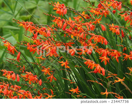 Montbretia 23447736