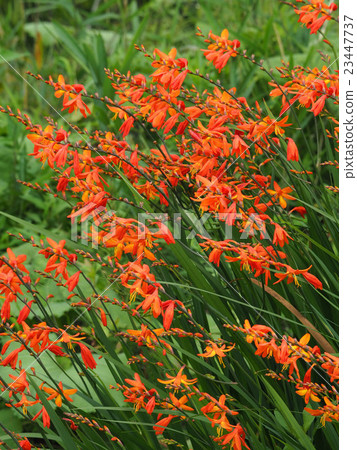 Montbretia 23447737