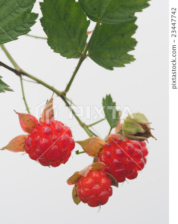 Navales strawberry 23447742