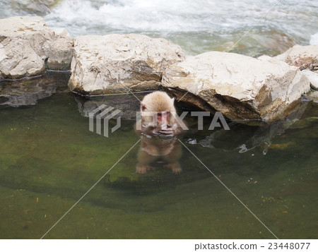 Subaru immersed in hot springs 23448077