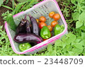 夏季蔬菜季節性蔬菜收穫非農藥蔬菜新鮮蔬菜家庭花園 23448709