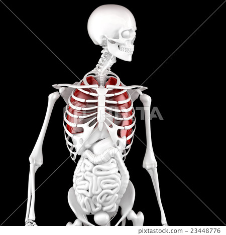 Human Male Anatomy. Skeleton and Highlighted Lungs Human Male Anatomy. Skeleton and Highlighted Lungs 23448776