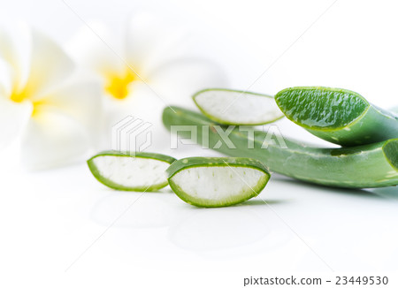 Aloe Vera sliced isolated 23449530