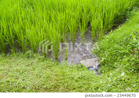 在米領域的水米 23449670