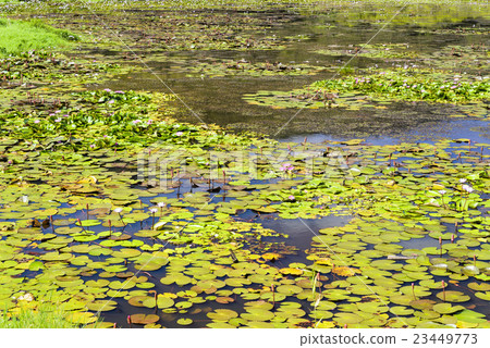 台灣屏東的東源濕地 23449773