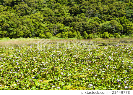 台灣屏東的東源濕地 23449778
