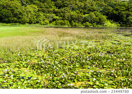 Dongyuan Wetland in Pingtung, Taiwan Dongyuan Wetland in Pingtung, Taiwan 23449780