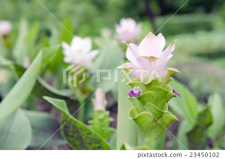Siam Tulip flowers in the garden Siam Tulip flowers in the garden 23450102