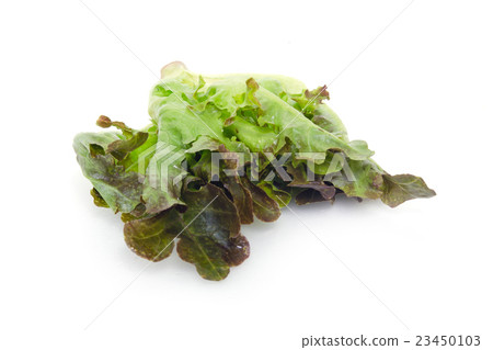 Chinese Kale or Chinese Broccoli vegetable isolate 23450103