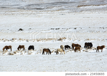 Herd of Icelandic horses in winter landscape Herd of Icelandic horses in winter landscape 23450693