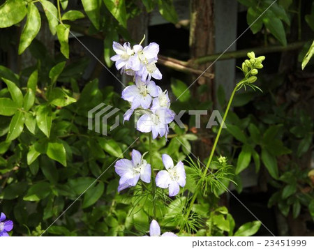 Pentostemon / Showa memorial park 23451999