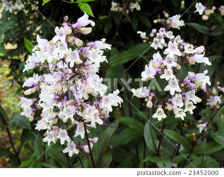 Pentostemon / Showa memorial park Pentostemon / Showa memorial park 23452000