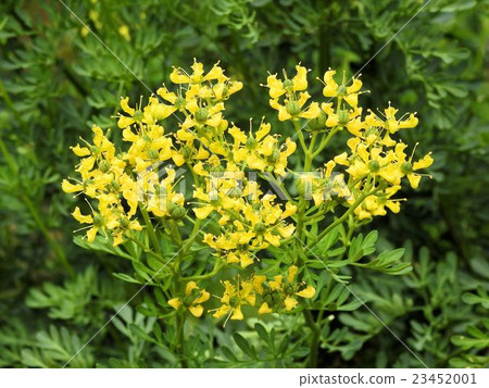 Pentostemon / Showa memorial park Pentostemon / Showa memorial park 23452001