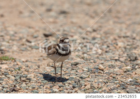 Killdeer 23452655