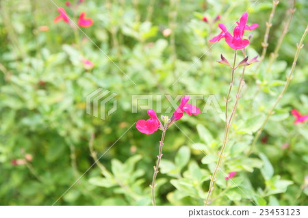 Cherry sage flowers Cherry sage flowers 23453123