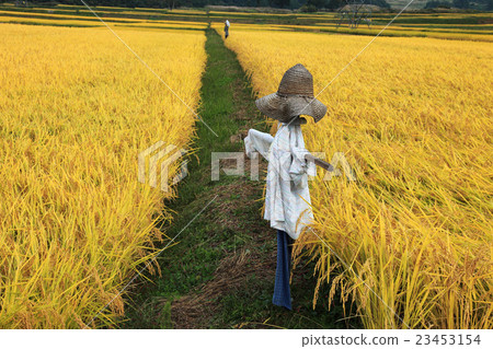 在福島縣下鄉町的Kanashi稻田 在福島縣下鄉町的Kanashi稻田 23453154