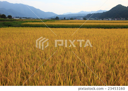 Rice terrace in Aizu Shimogo-machi, Fukushima Prefecture 23453160