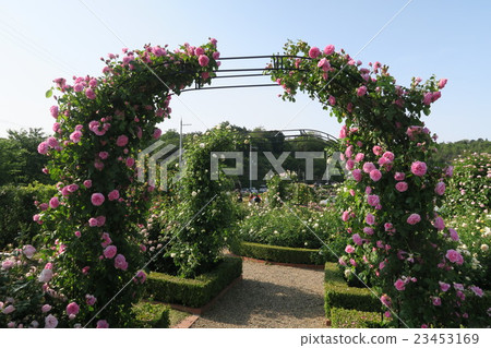 English rose garden of Hanasaki Farm 23453169