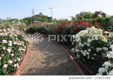 English rose garden of Hanasaki Farm 23453180