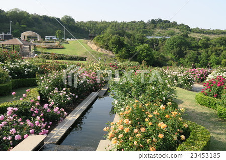 English rose garden of Hanasaki Farm English rose garden of Hanasaki Farm 23453185