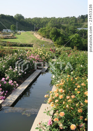 Hanasaki農場的英國玫瑰園 Hanasaki農場的英國玫瑰園 23453186