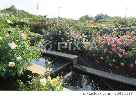 Hanasaki農場的英國玫瑰園 Hanasaki農場的英國玫瑰園 23453187