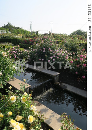Hanasaki農場的英國玫瑰園 23453188