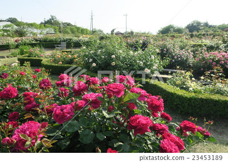 Hanasaki農場的英國玫瑰園 Hanasaki農場的英國玫瑰園 23453189