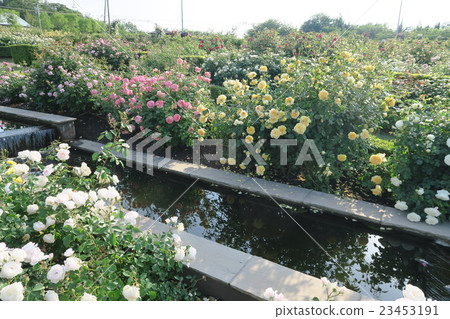 Hanasaki農場的英國玫瑰園 Hanasaki農場的英國玫瑰園 23453191