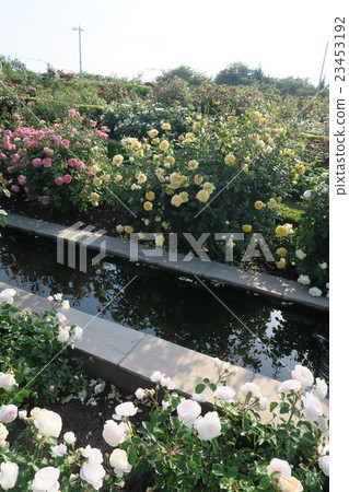 Hanasaki農場的英國玫瑰園 Hanasaki農場的英國玫瑰園 23453192