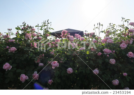 Hanasaki農場的英國玫瑰園 Hanasaki農場的英國玫瑰園 23453194