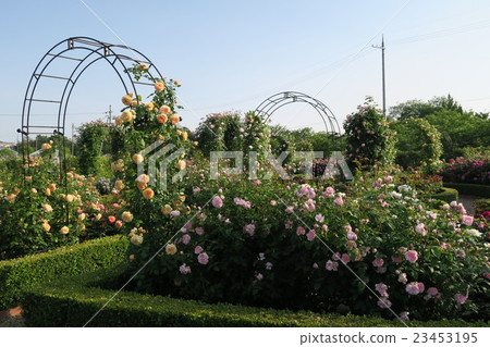 Hanasaki農場的英國玫瑰園 Hanasaki農場的英國玫瑰園 23453195