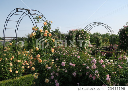 Hanasaki農場的英國玫瑰園 23453196