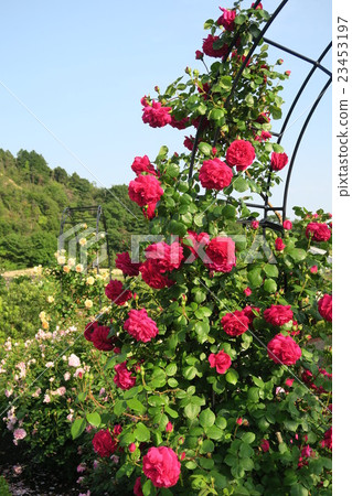 Hanasaki農場的英國玫瑰園 Hanasaki農場的英國玫瑰園 23453197