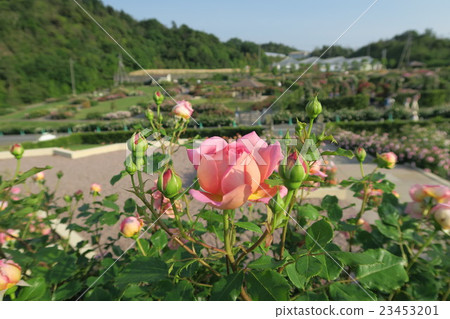 English rose garden of Hanasaki Farm 23453201