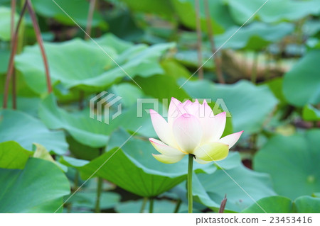 蓮花 23453416