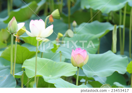 Lotus flower 23453417