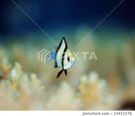 Lotus clown sparrow 23453576