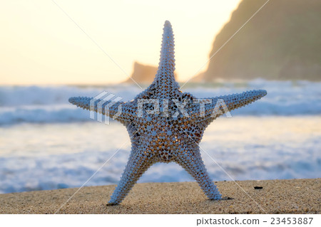 Starfish _ 3 23453887