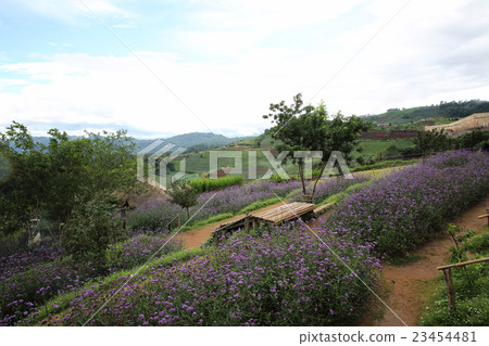 Mon Cham hill ridge with Verbena bonariensis flowers field - Chiangmai,Thailand Mon Cham hill ridge with Verbena bonariensis flowers field - Chiangmai,Thailand 23454481