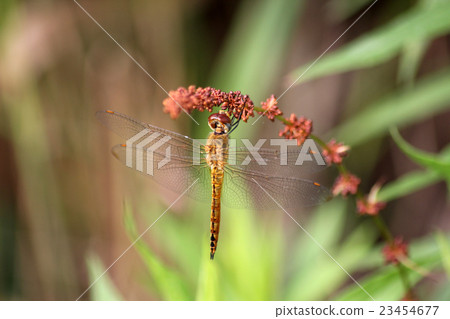 黃蜻 23454677