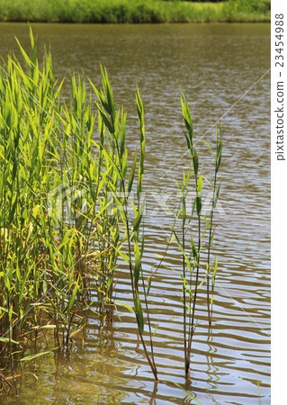 reed 23454988
