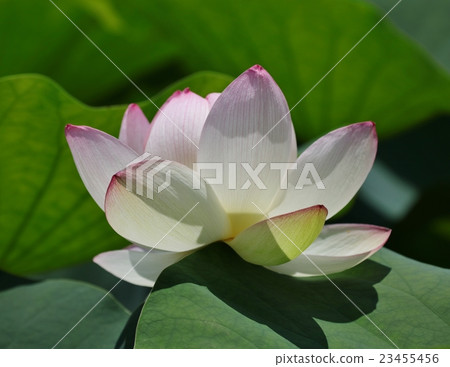 Mai shrine of Shinshu 23455456