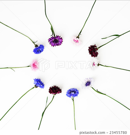 Pattern with petals of wildflowers Pattern with petals of wildflowers 23455780