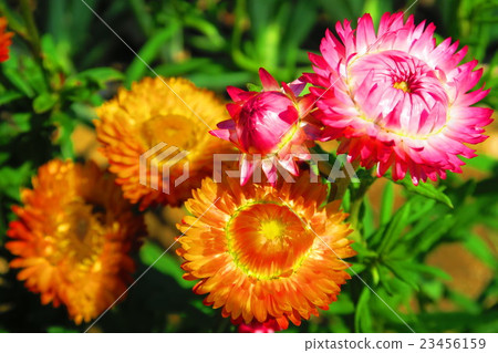 Flowers of Mughiwaragikiku Flowers of Mughiwaragikiku 23456159