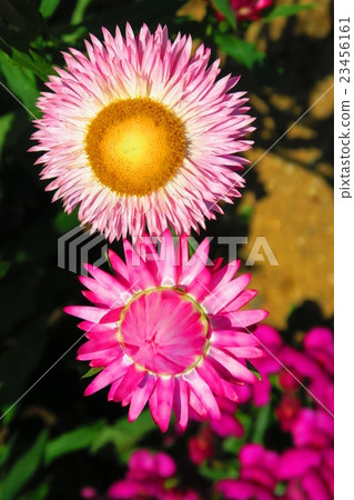 Flowers of Mughiwaragikiku Flowers of Mughiwaragikiku 23456161