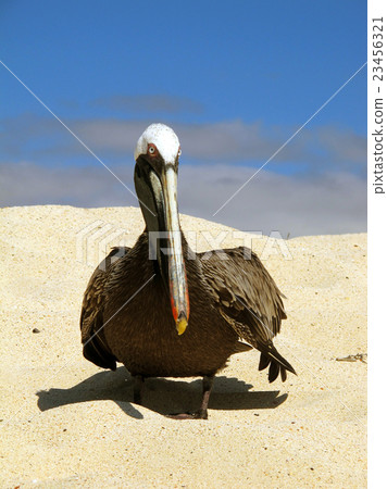 Coarse Pelican Coarse Pelican 23456321