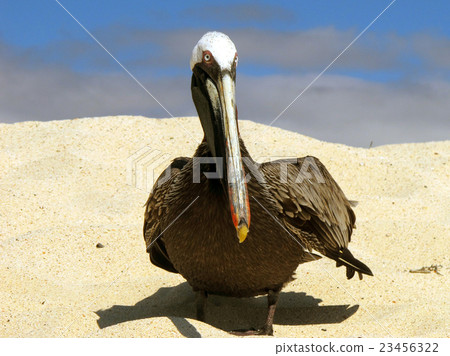 Coarse Pelican 23456322